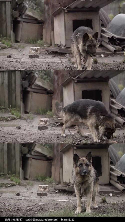 狼狗最新爆料视频大全播放,揭秘娱乐圈幕后真相  第2张